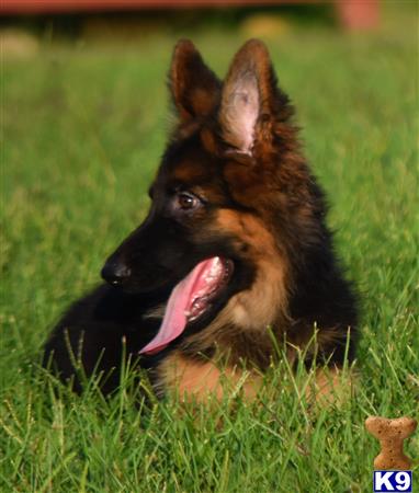 blueridgelanegsd Picture 1